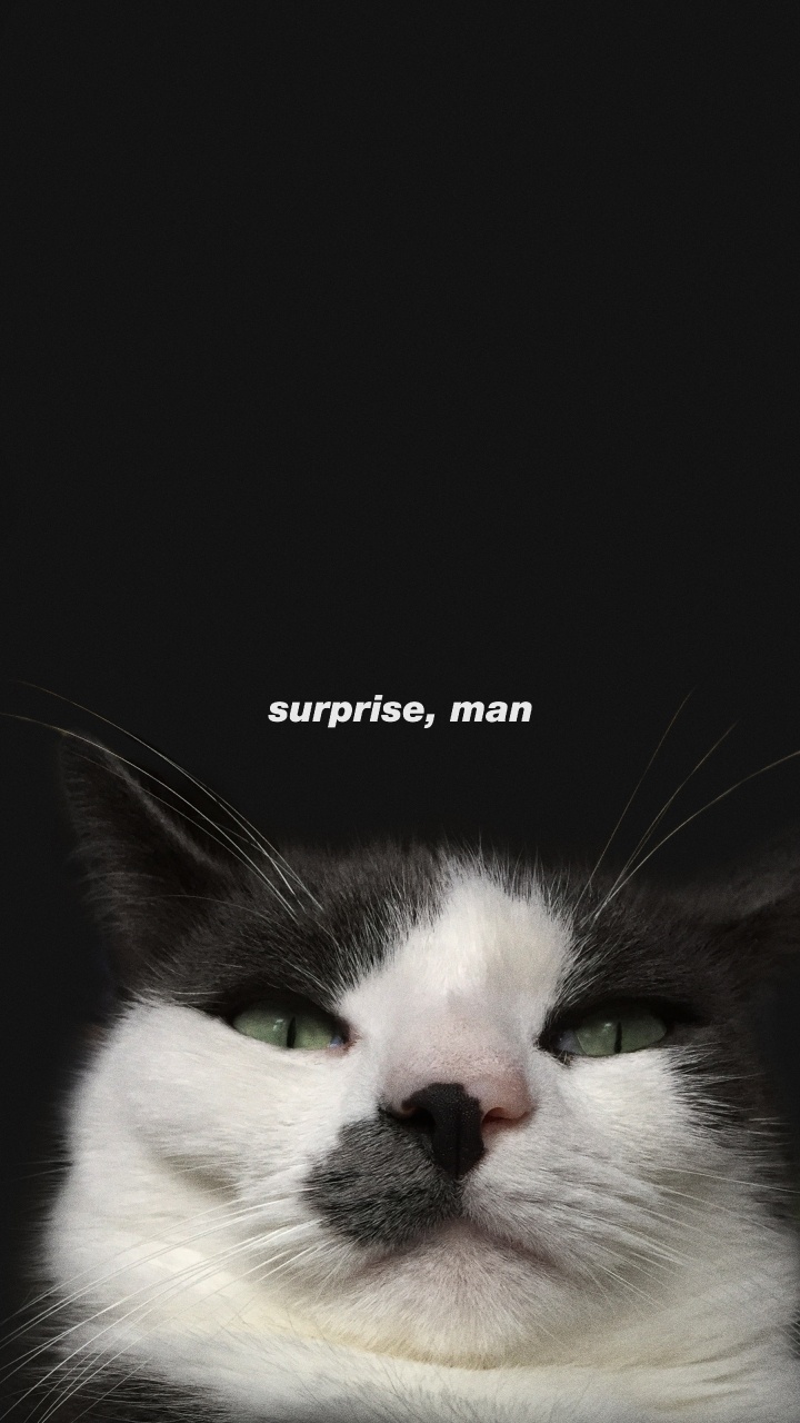 Обои бакенбарды, эгейская кошка, морда, кот, кошачьих в разрешении 720x1280