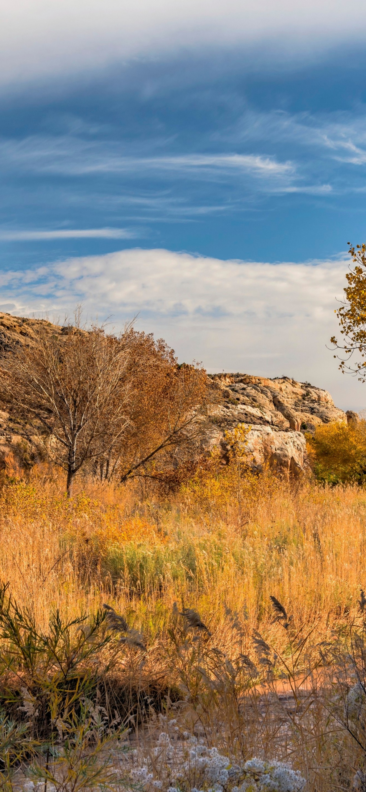 Обои дикая местность, облако, растение, вода, природный ландшафт в разрешении 1242x2688