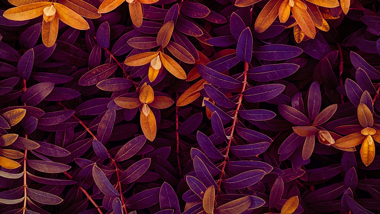 Обои растение, пурпур, лей, лепесток, ткань в разрешении 1280x720