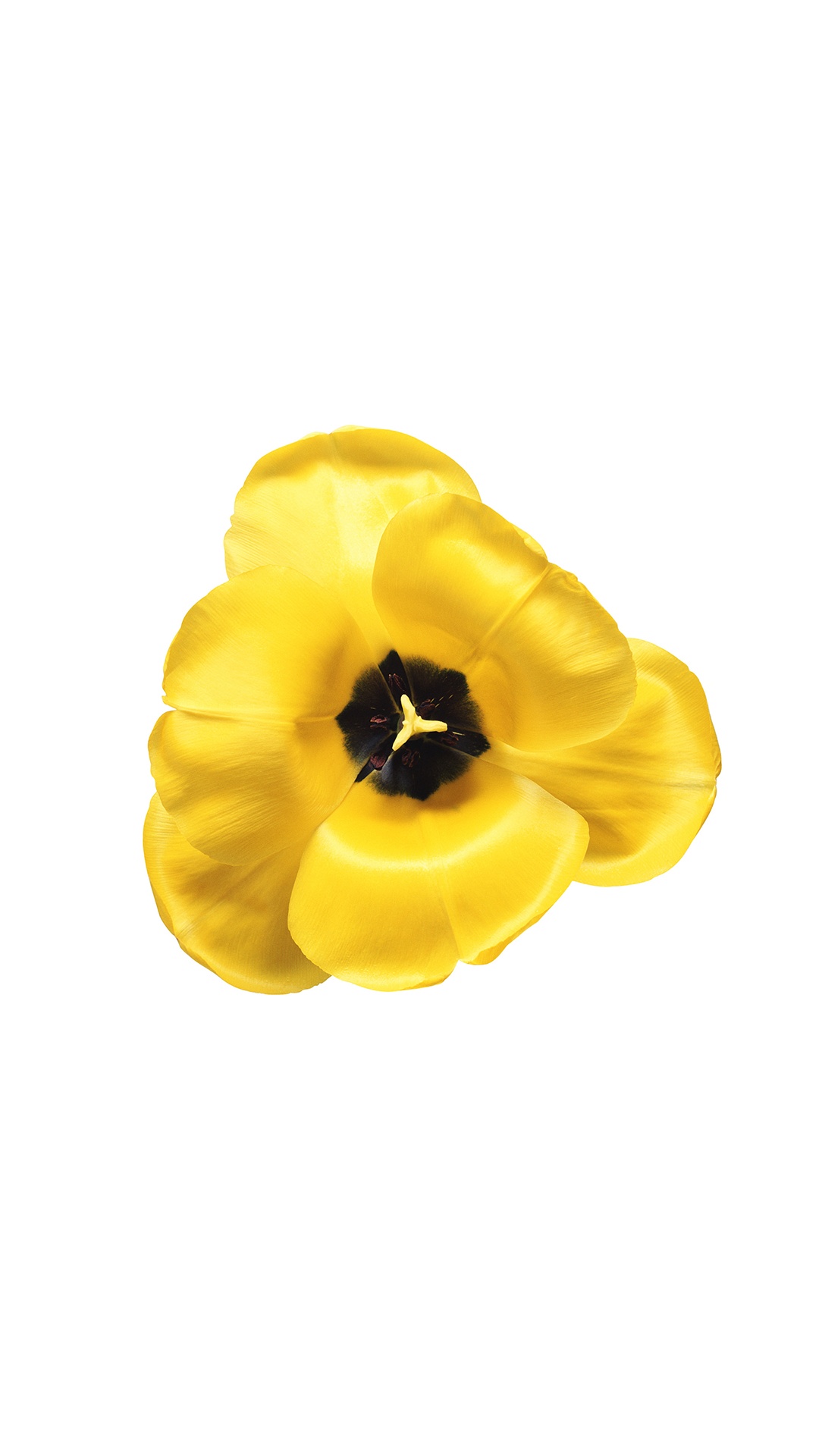 Обои OPPO, Oppo A83, цветок, моя возлюбленная, желтый в разрешении 1080x1920