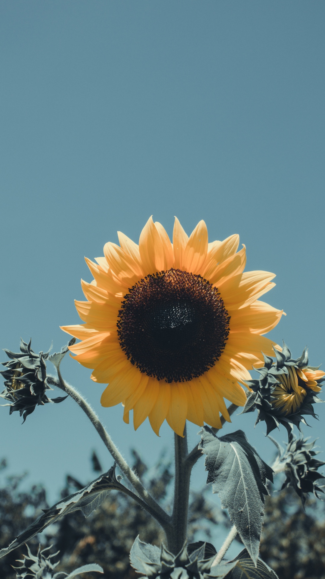 Обои цветок, желтый, лепесток, растение, цветковое растение в разрешении 1080x1920