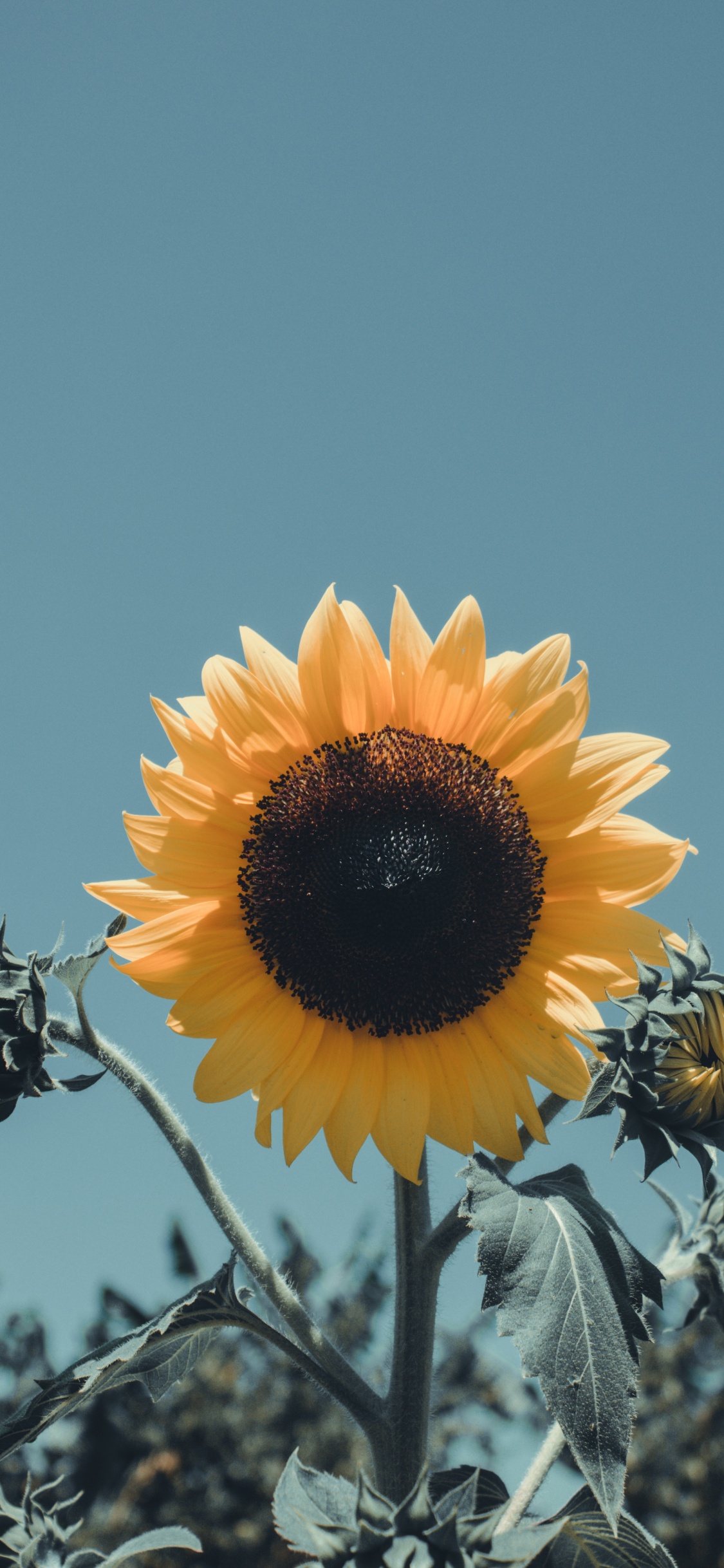 Обои цветок, желтый, лепесток, растение, цветковое растение в разрешении 1125x2436