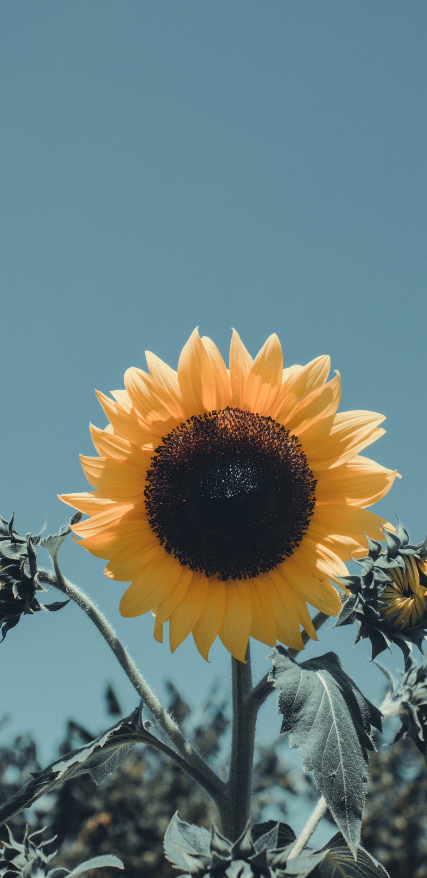 Обои цветок, желтый, лепесток, растение, цветковое растение в разрешении 1440x2960