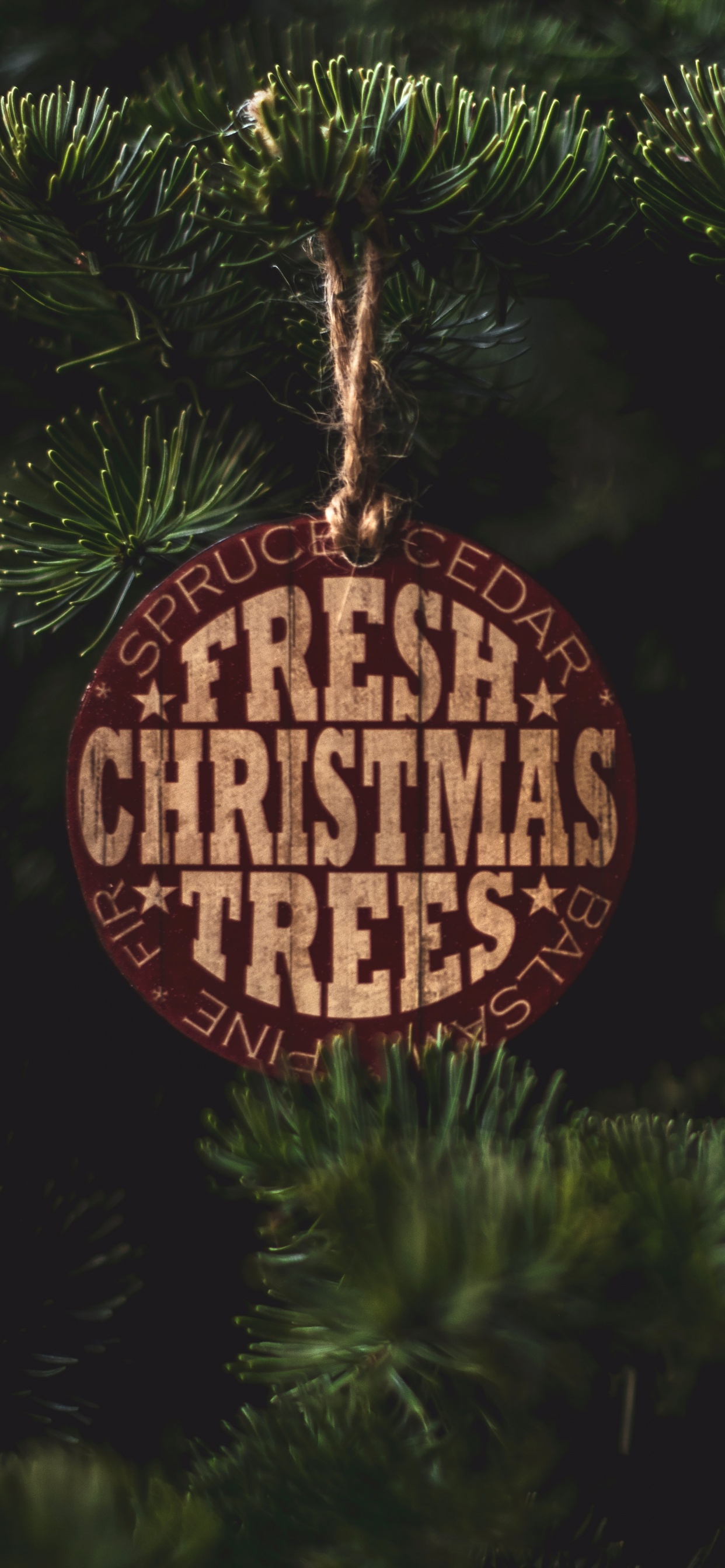 Обои ветвь, пихта, растение, елка, ель в разрешении 1242x2688