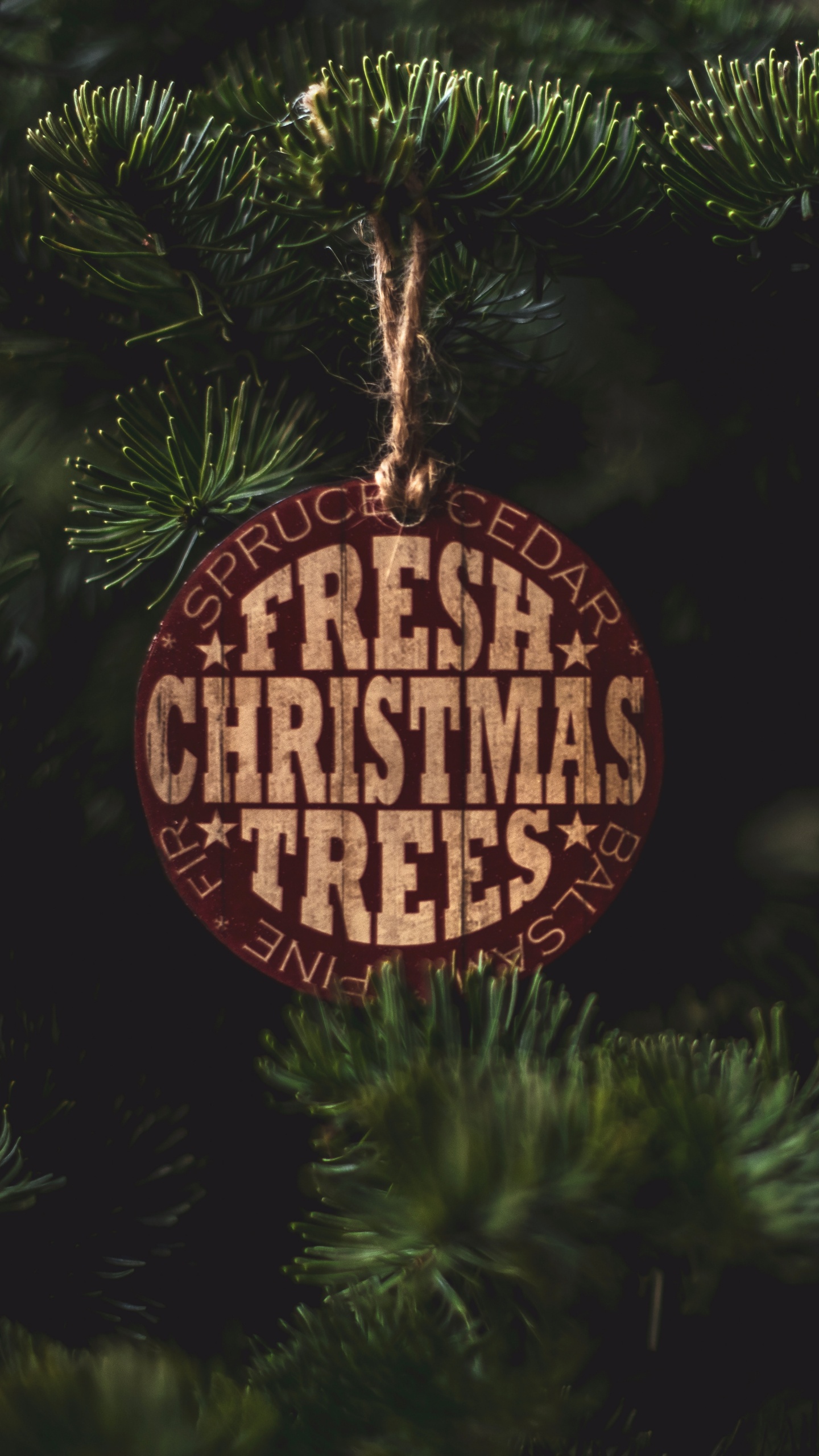 Обои ветвь, пихта, растение, елка, ель в разрешении 1440x2560