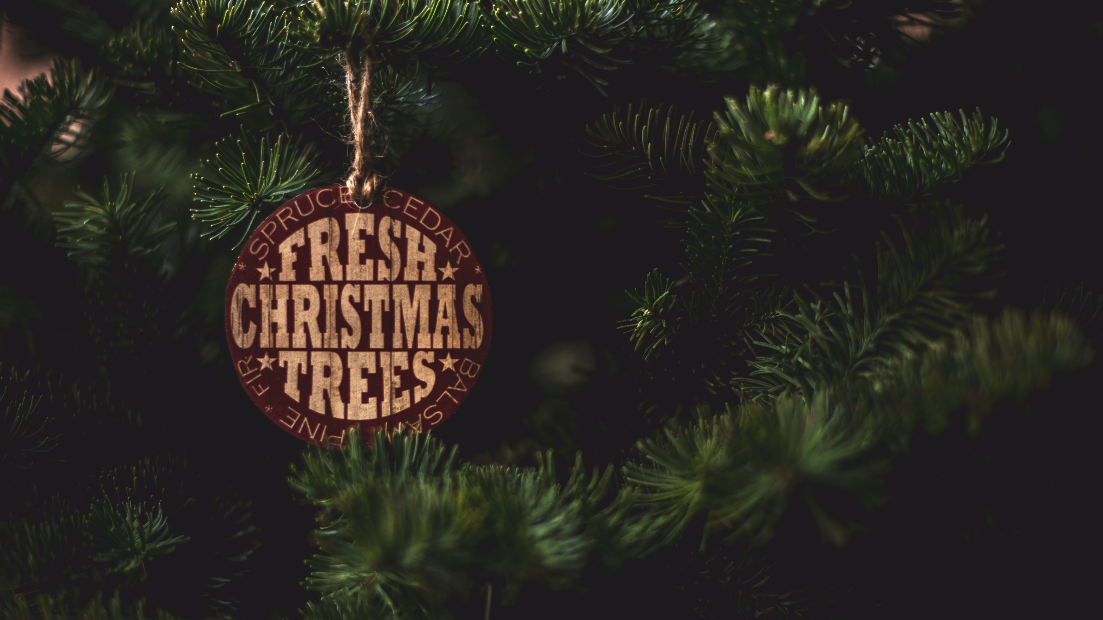 Обои ветвь, пихта, растение, елка, ель в разрешении 3840x2160