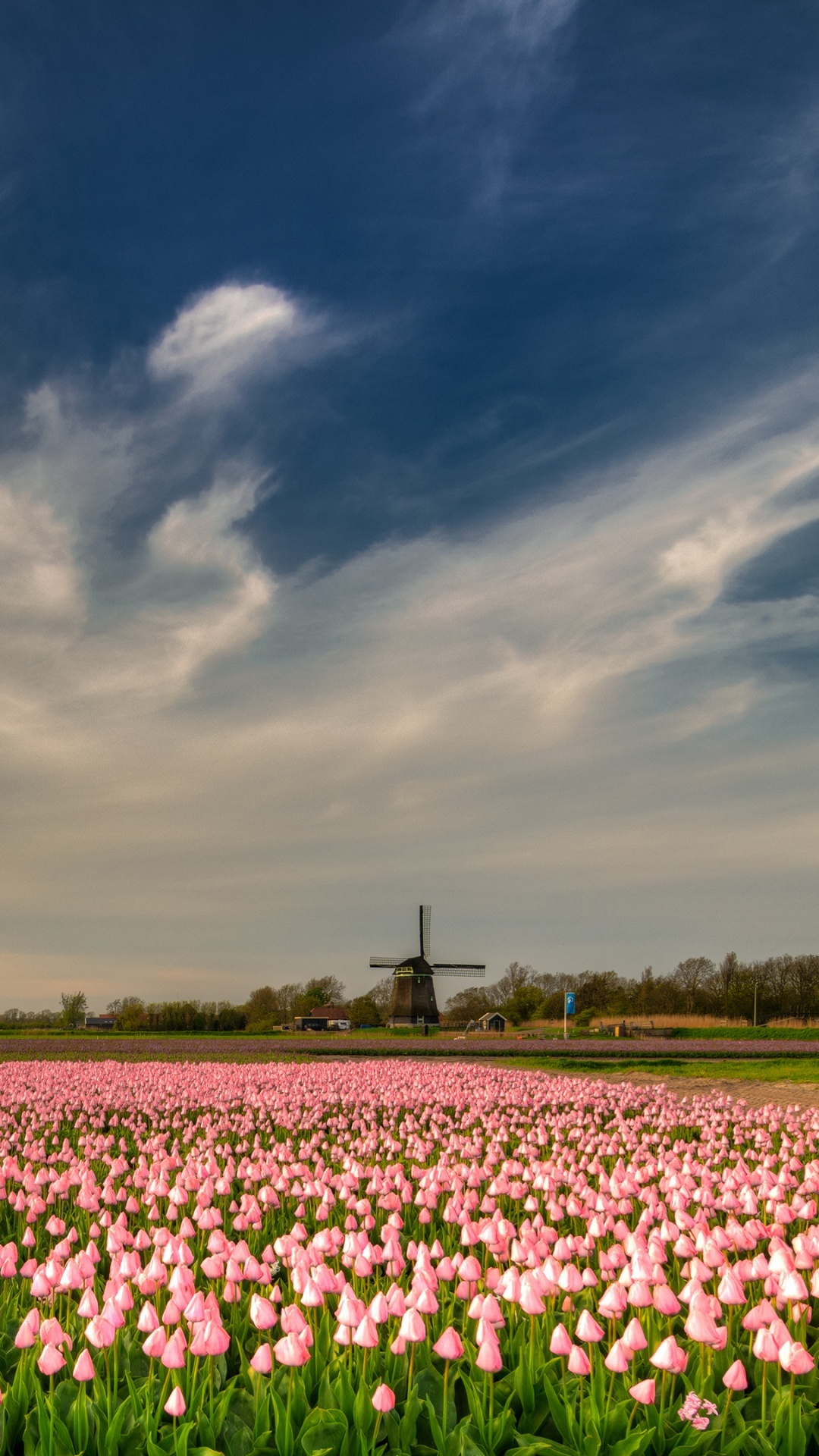 Обои тюльпаны, цветковое растение, цветок, облако, поле в разрешении 1080x1920