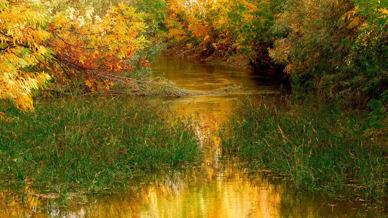Обои лес осень, осень, природа, отражение, вода в разрешении 1280x720