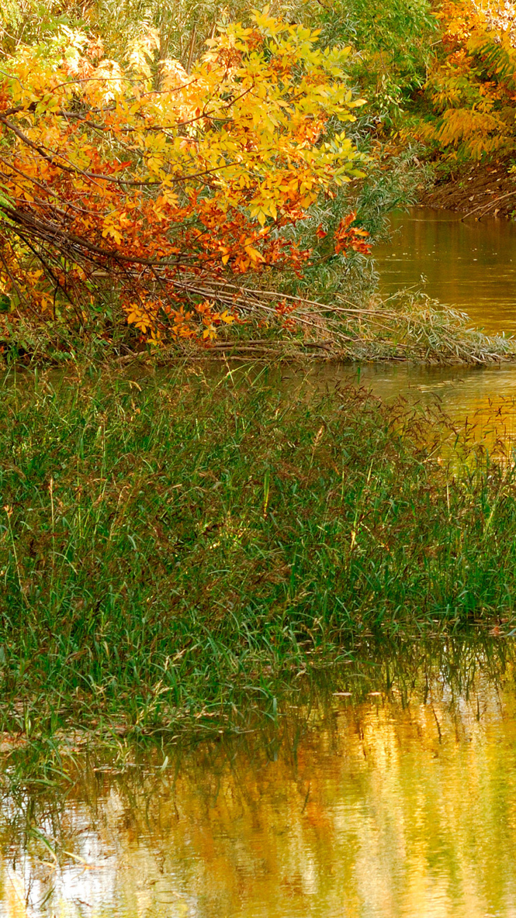 Обои лес осень, осень, природа, отражение, вода в разрешении 750x1334