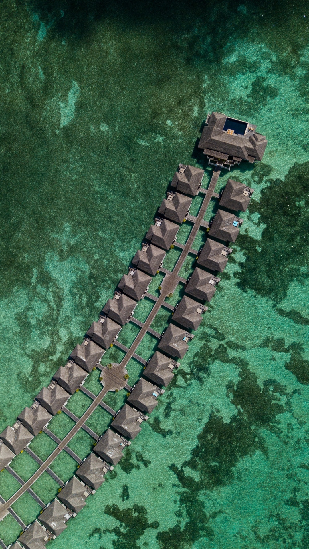 Обои смартфон, телефон, зеленый, крокодилино, крокодил в разрешении 1080x1920