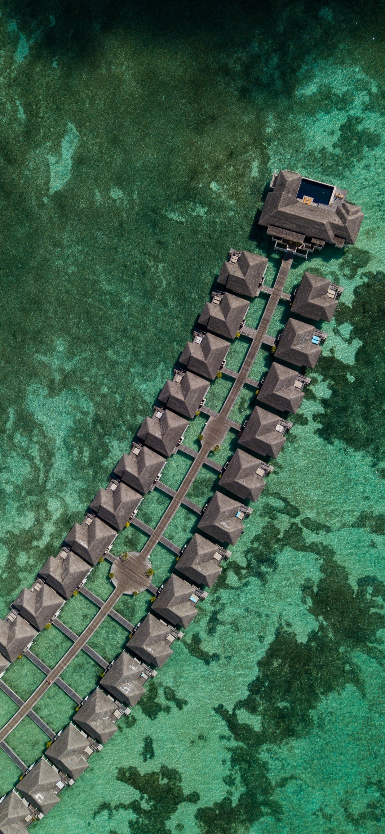 Обои смартфон, телефон, зеленый, крокодилино, крокодил в разрешении 1242x2688