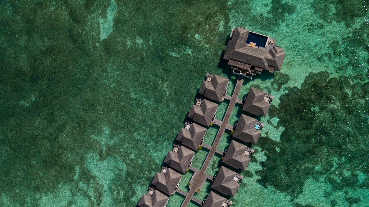 Обои смартфон, телефон, зеленый, крокодилино, крокодил в разрешении 1280x720