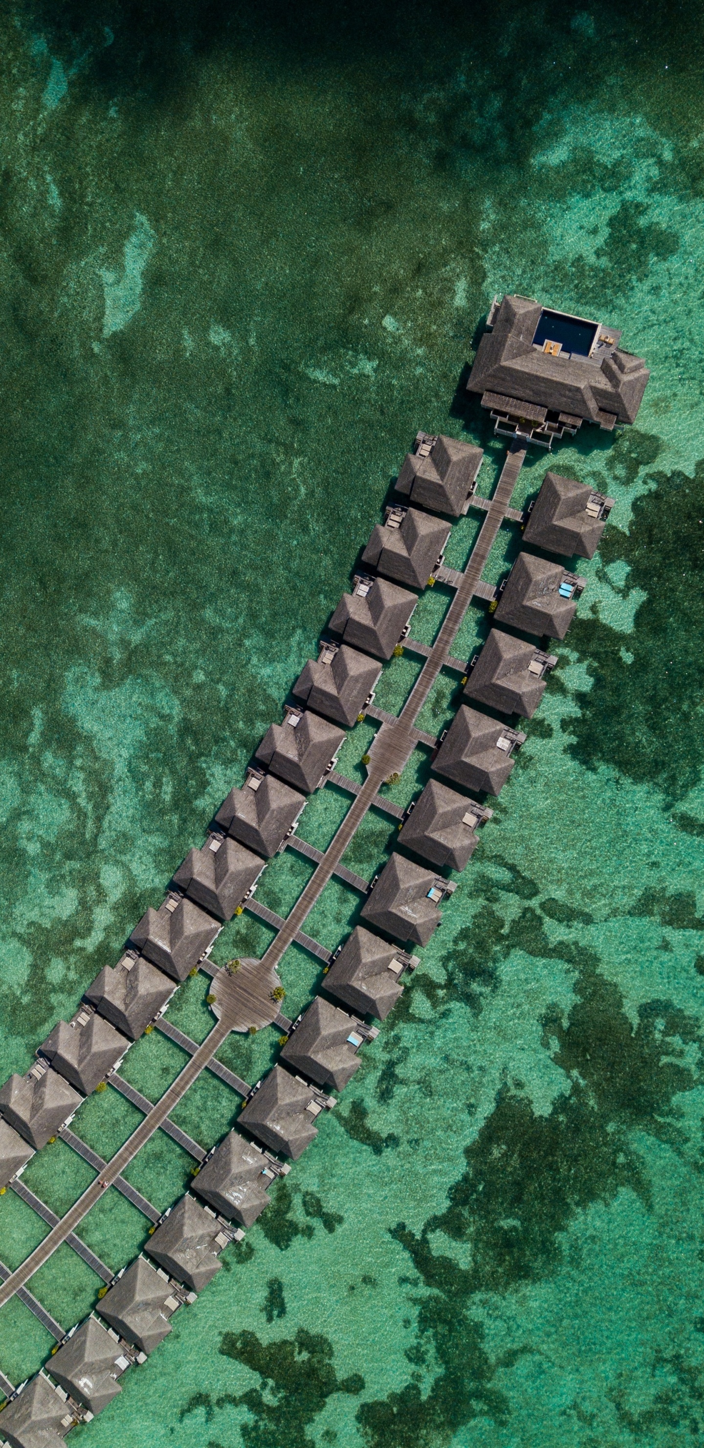 Обои смартфон, телефон, зеленый, крокодилино, крокодил в разрешении 1440x2960