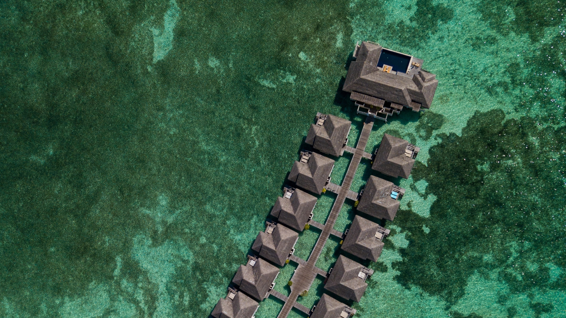 Обои смартфон, телефон, зеленый, крокодилино, крокодил в разрешении 1920x1080