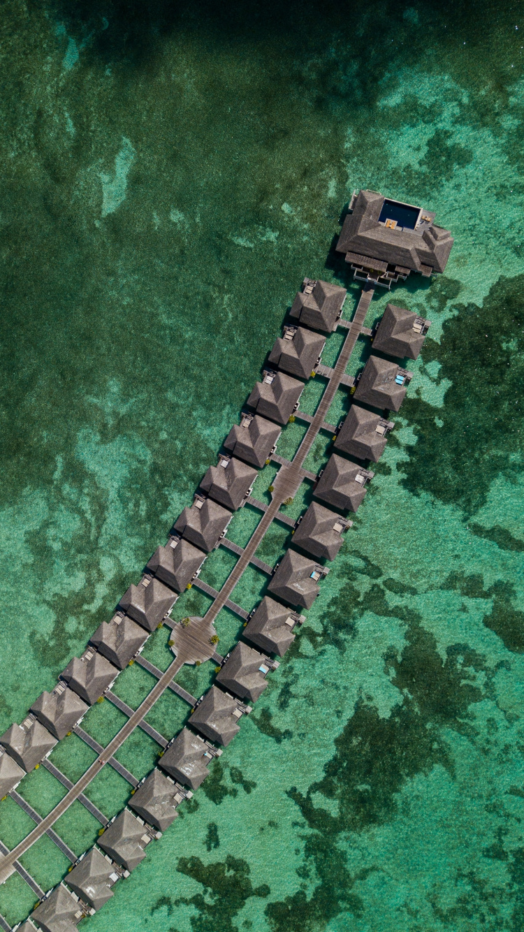 Обои смартфон, телефон, зеленый, крокодилино, крокодил в разрешении 750x1334