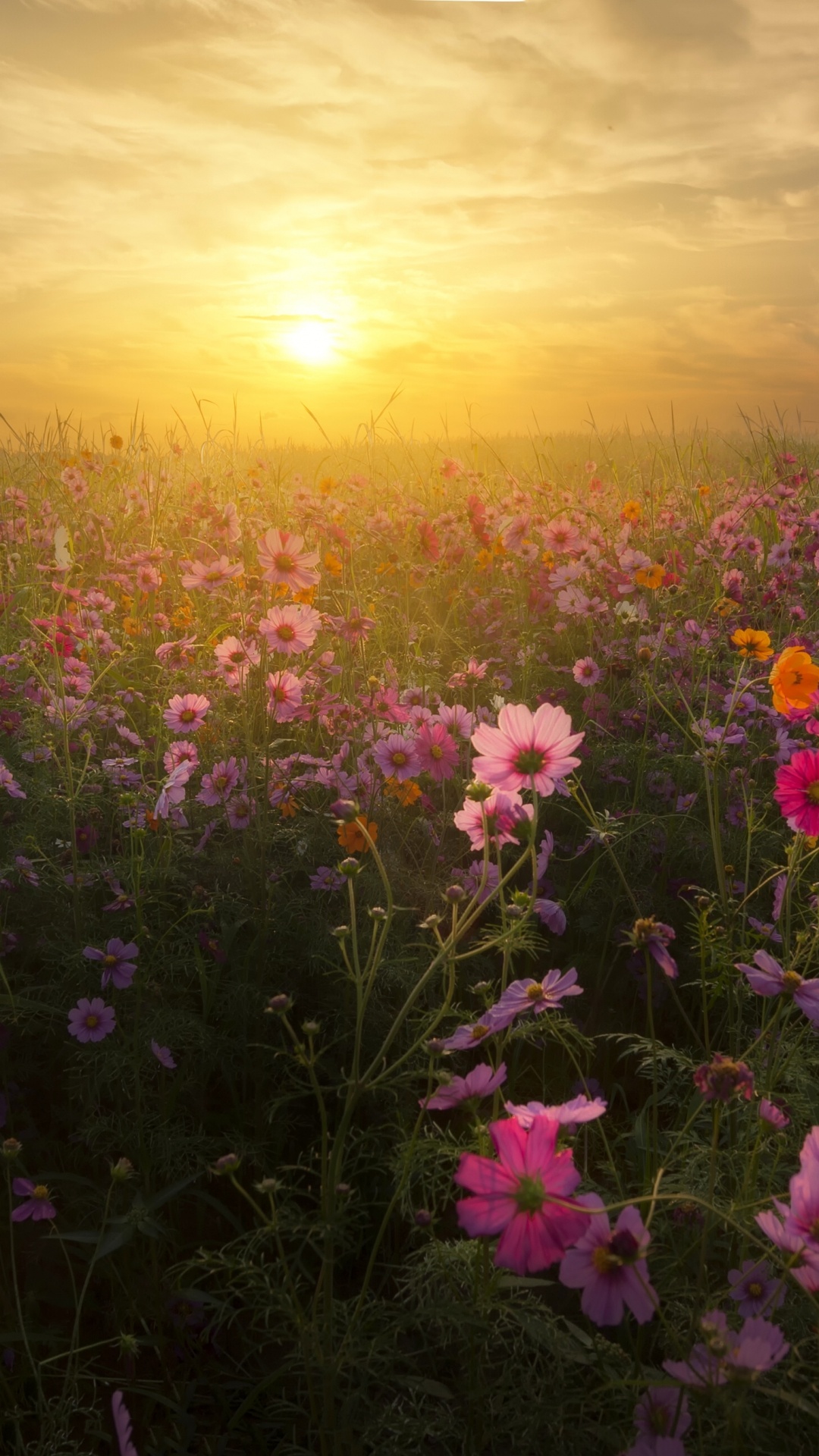 Обои цветок, луг, полевой цветок, прерия, восход солнца в разрешении 1080x1920