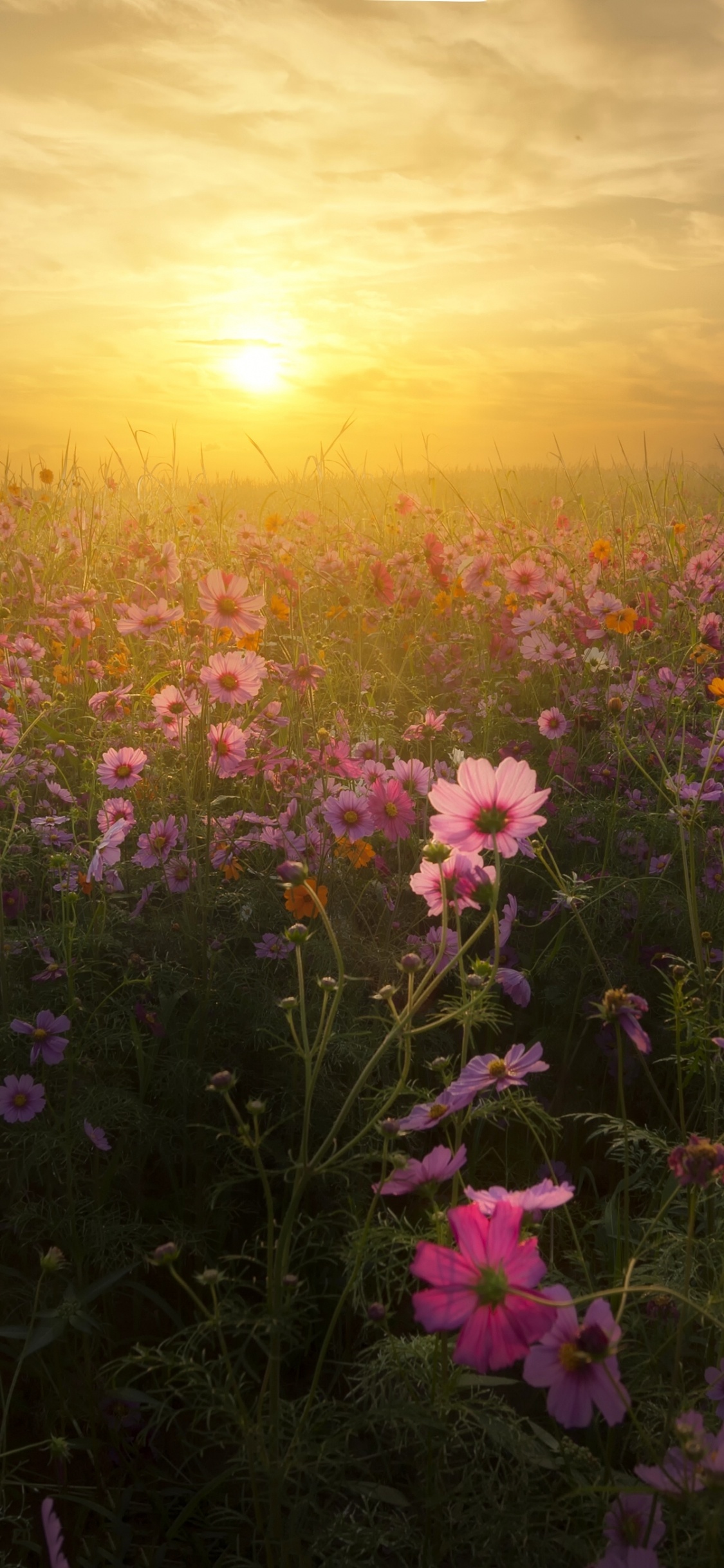 Обои цветок, луг, полевой цветок, прерия, восход солнца в разрешении 1125x2436