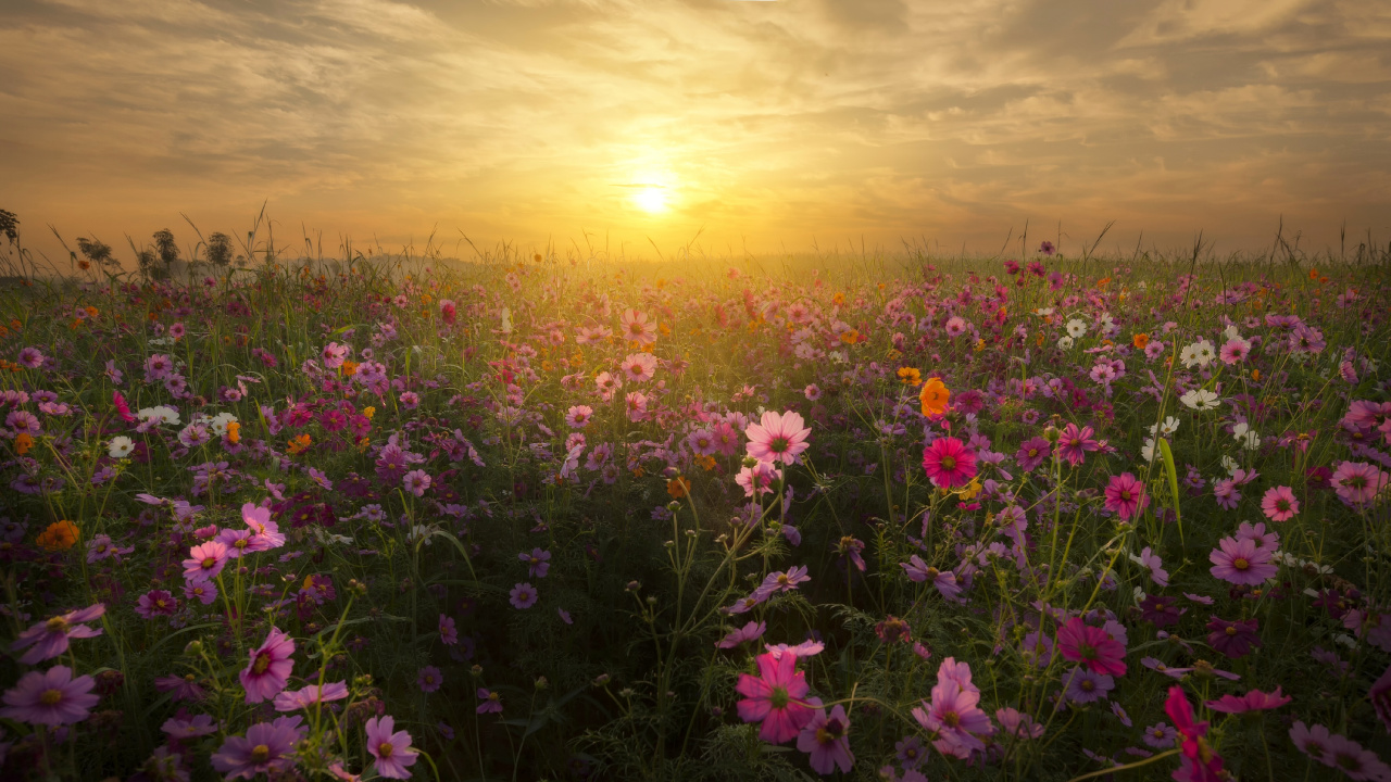 Обои цветок, луг, полевой цветок, прерия, восход солнца в разрешении 1280x720