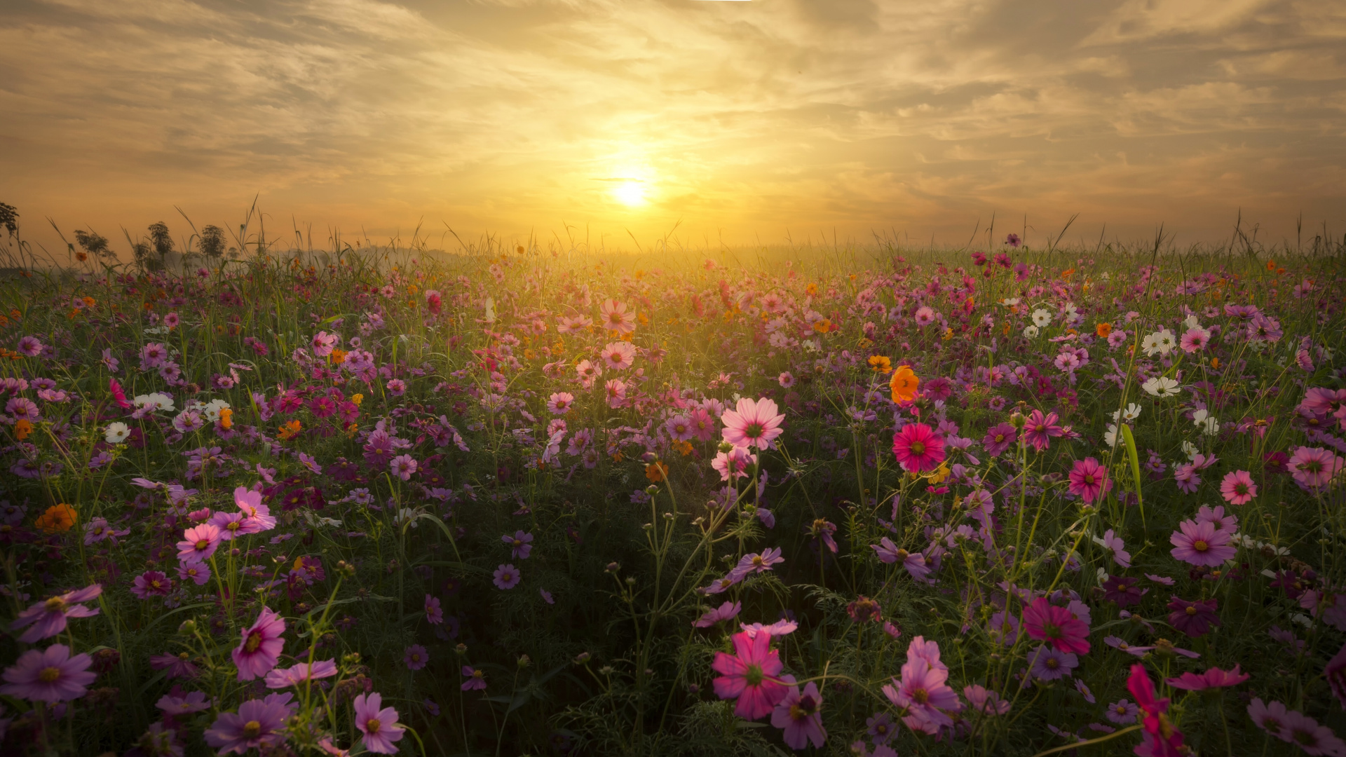 Обои цветок, луг, полевой цветок, прерия, восход солнца в разрешении 1920x1080
