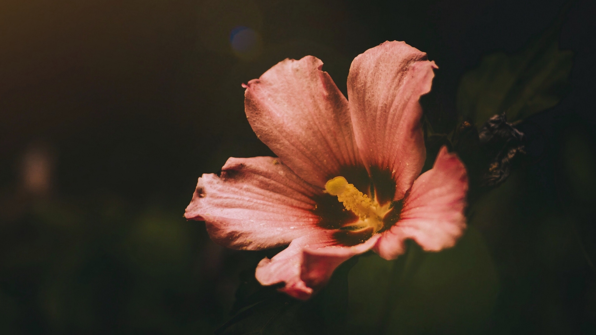 Обои цветковое растение, цветок, лепесток, розовый, красный цвет в разрешении 1920x1080