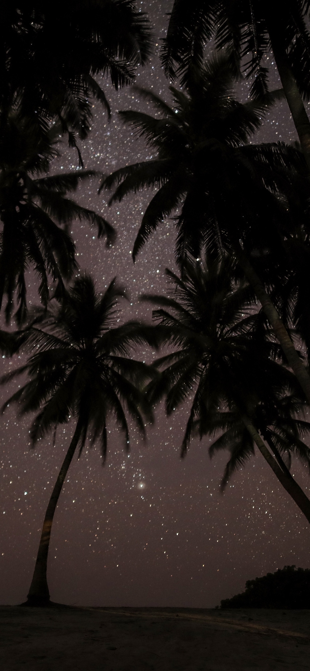 Обои ночь, дерево, Пальма, темнота, художник в разрешении 1242x2688