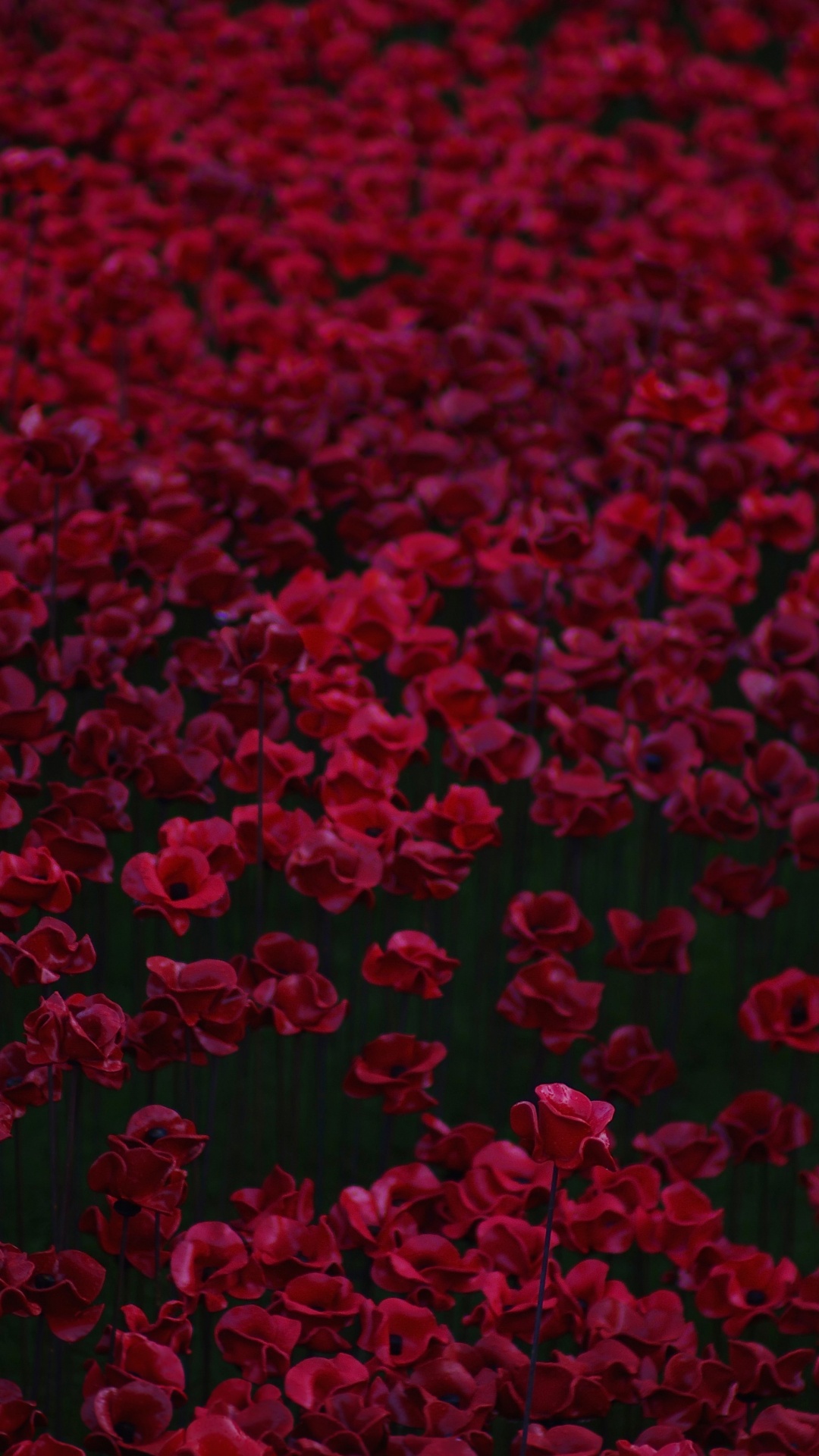 Обои цветок, красный цвет, розовый, бордовые, пурпурный цвет в разрешении 1080x1920