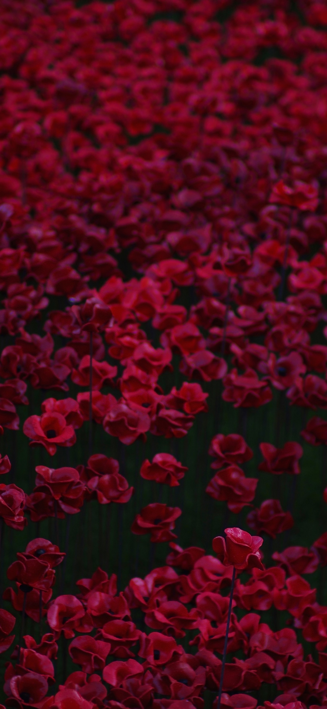 Обои цветок, красный цвет, розовый, бордовые, пурпурный цвет в разрешении 1125x2436