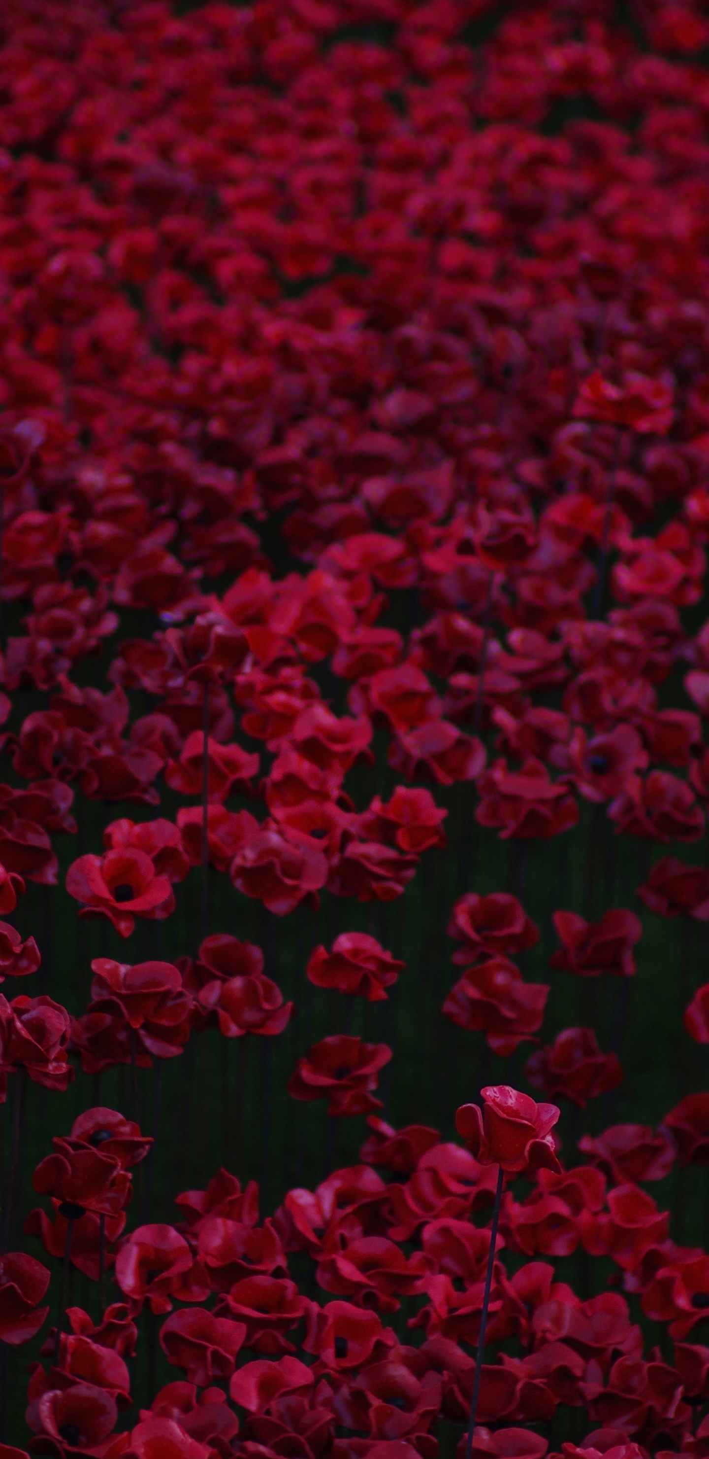 Обои цветок, красный цвет, розовый, бордовые, пурпурный цвет в разрешении 1440x2960