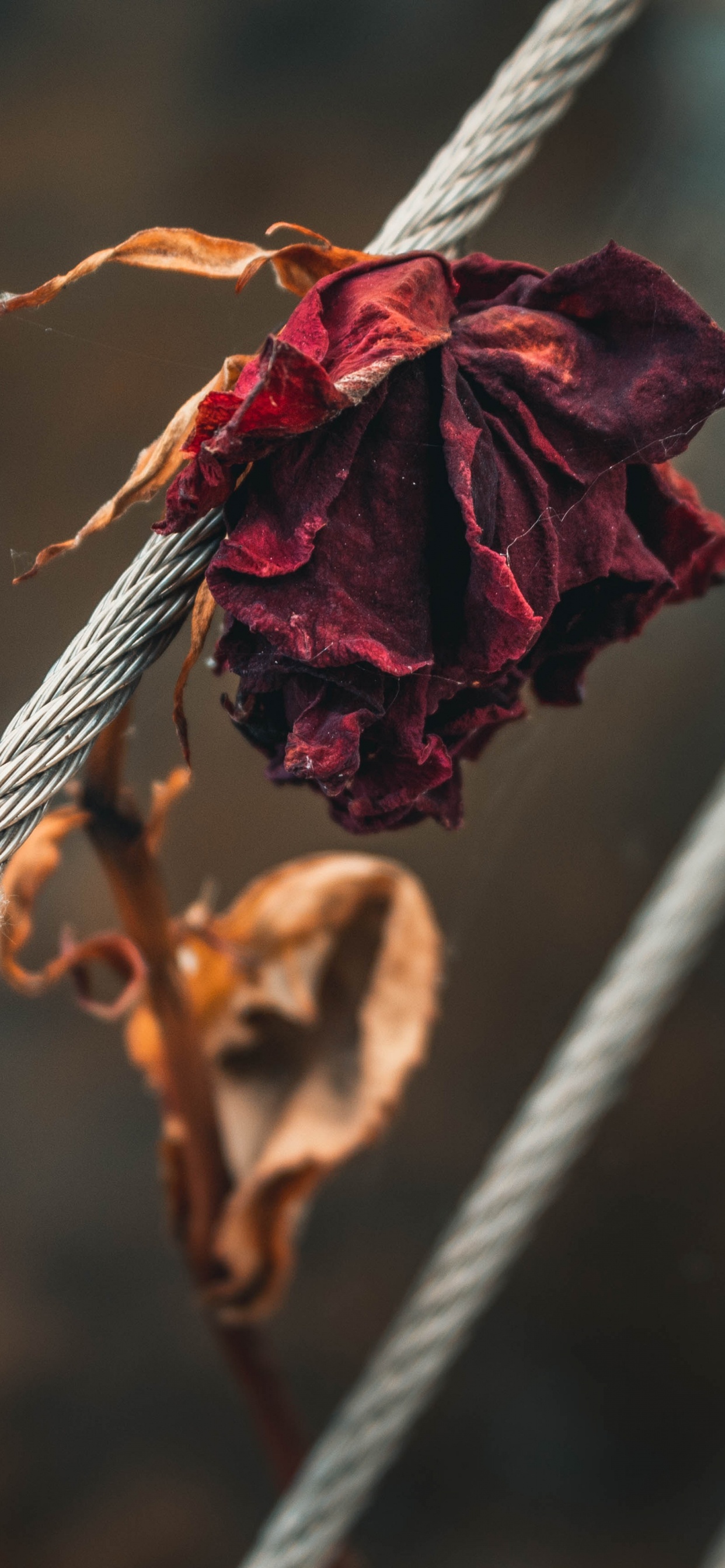 Обои цветок, красный цвет, лист, прут, ветвь в разрешении 1242x2688