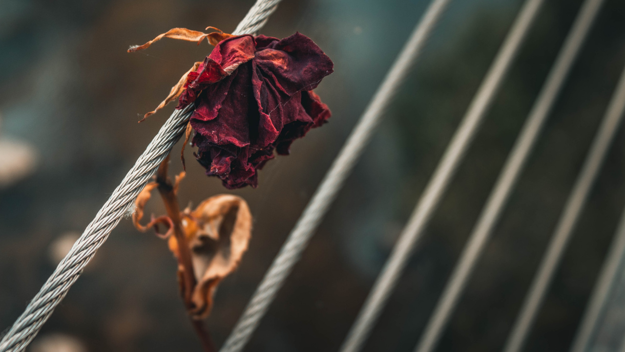 Обои цветок, красный цвет, лист, прут, ветвь в разрешении 1280x720