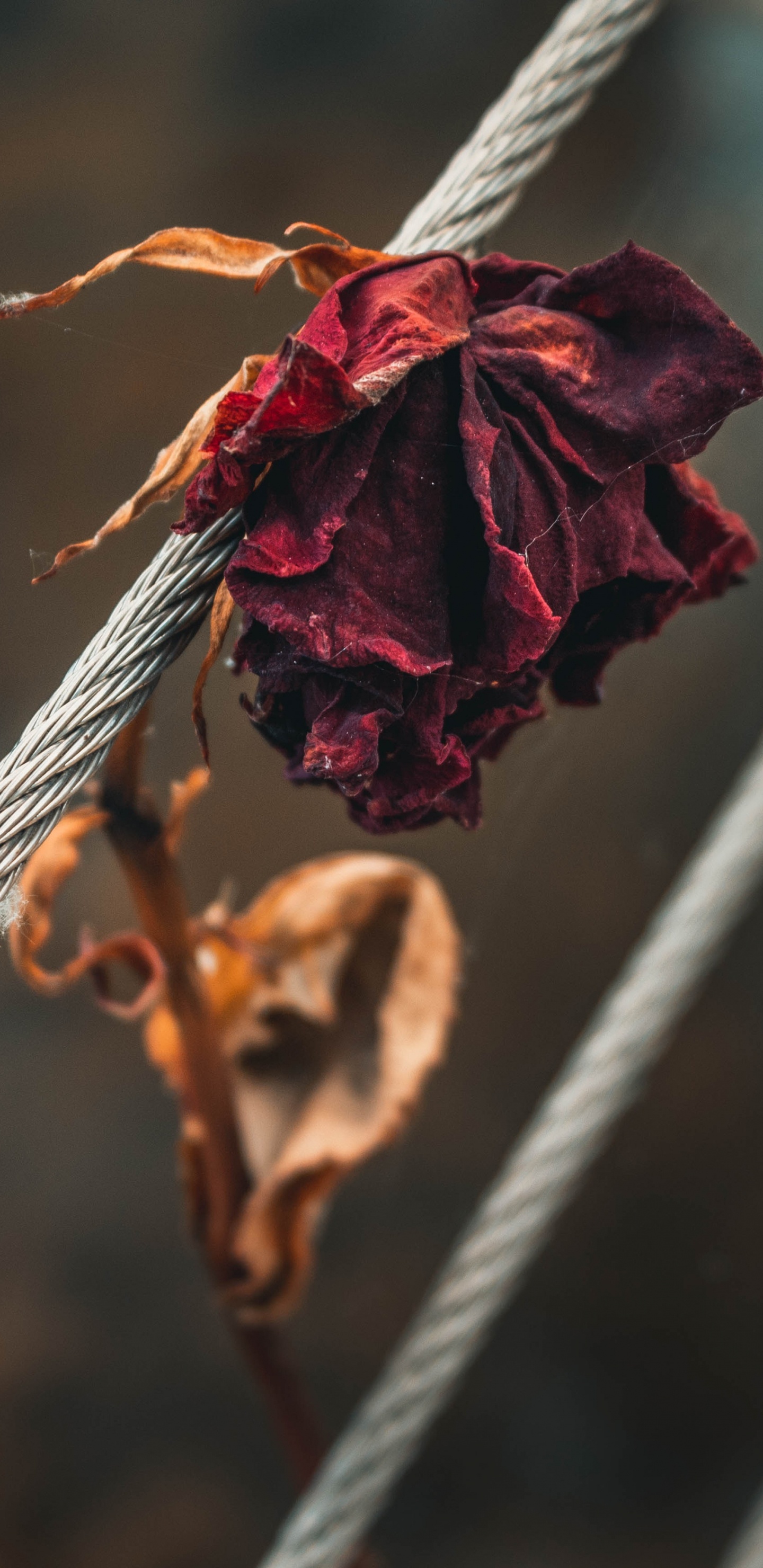 Обои цветок, красный цвет, лист, прут, ветвь в разрешении 1440x2960