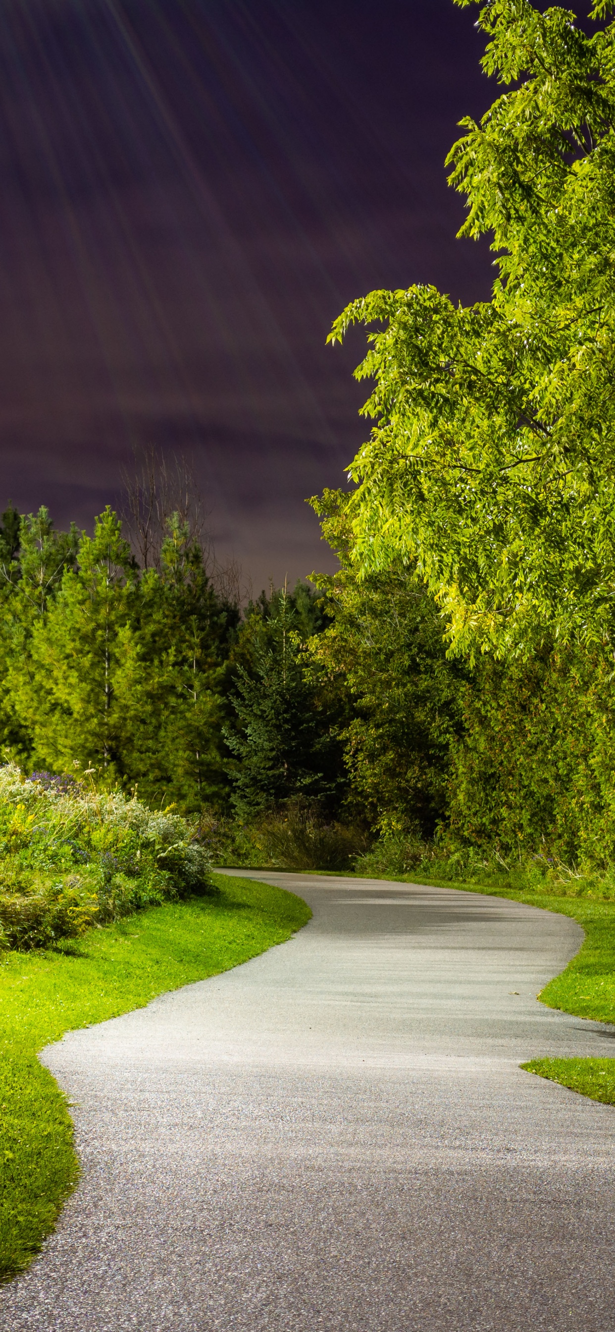 Обои растение, лист, природа, природный ландшафт, дорожное покрытие в разрешении 1242x2688