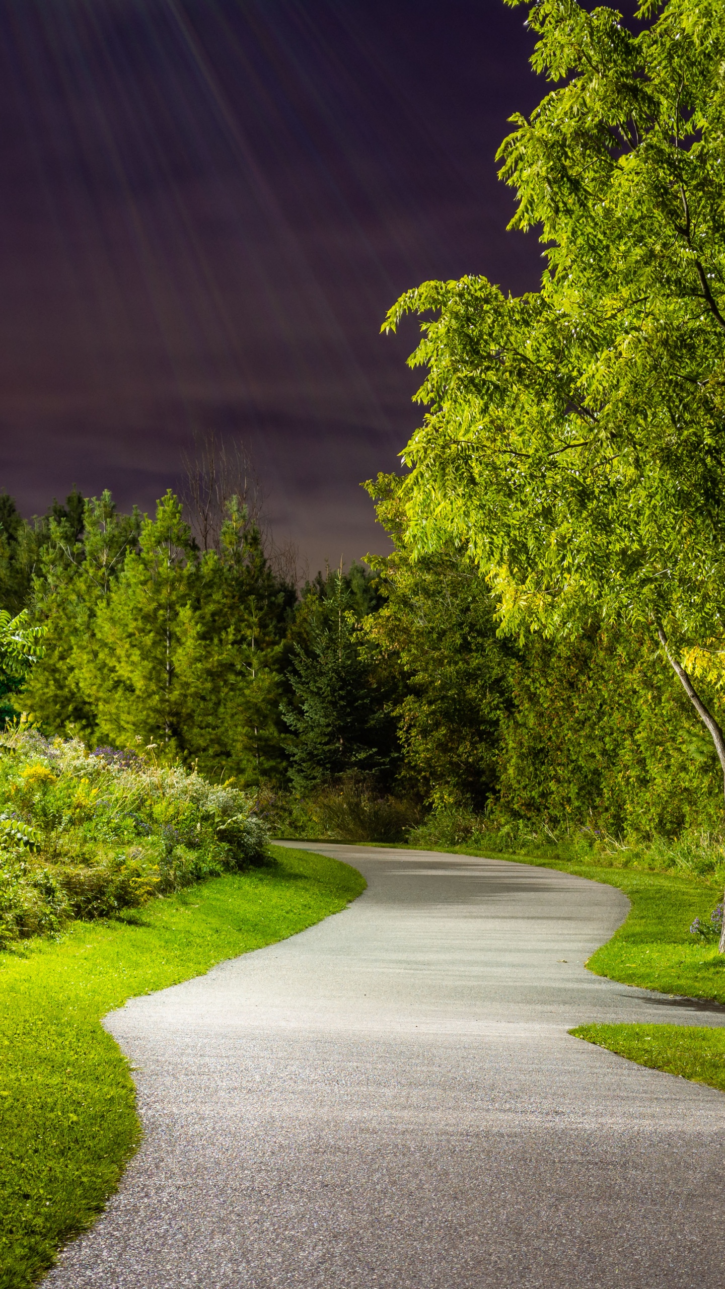 Обои растение, лист, природа, природный ландшафт, дорожное покрытие в разрешении 1440x2560