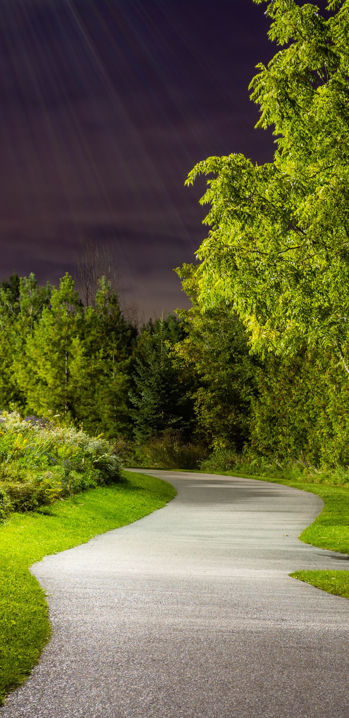 Обои растение, лист, природа, природный ландшафт, дорожное покрытие в разрешении 1440x2960