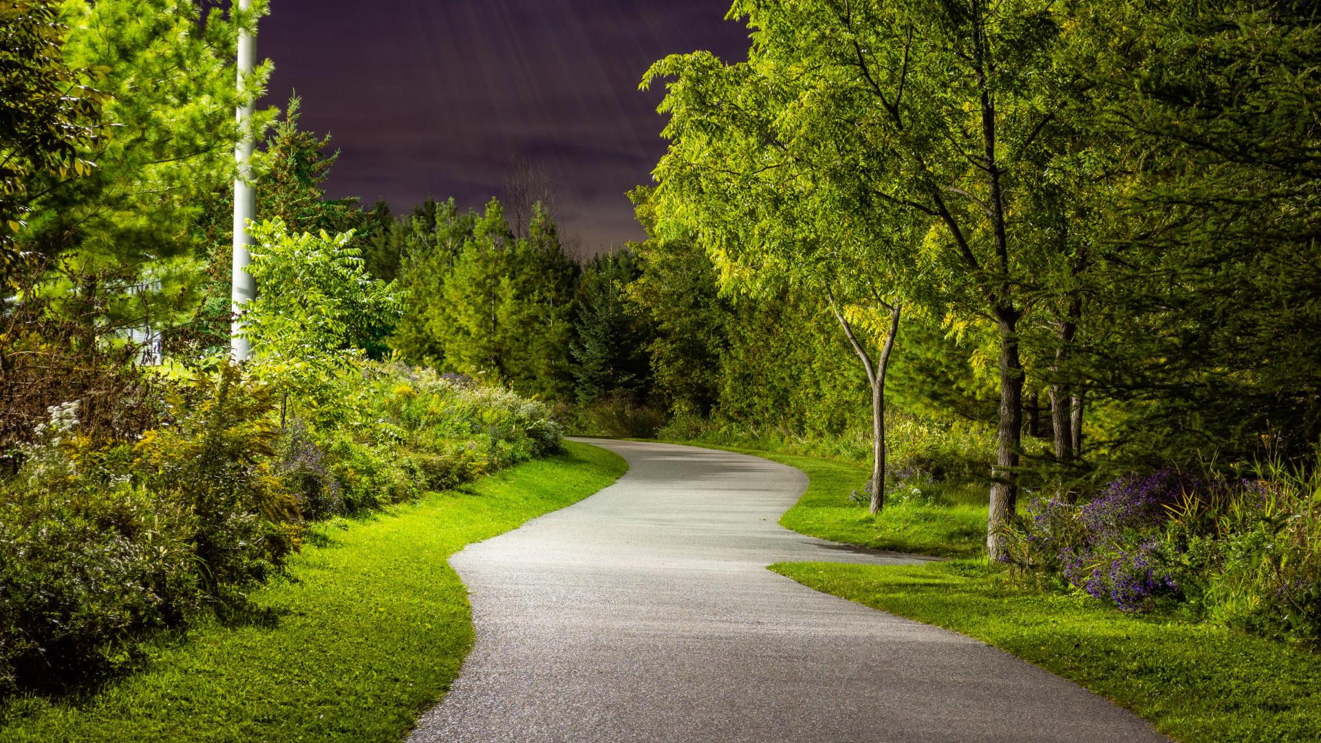 Обои растение, лист, природа, природный ландшафт, дорожное покрытие в разрешении 1920x1080