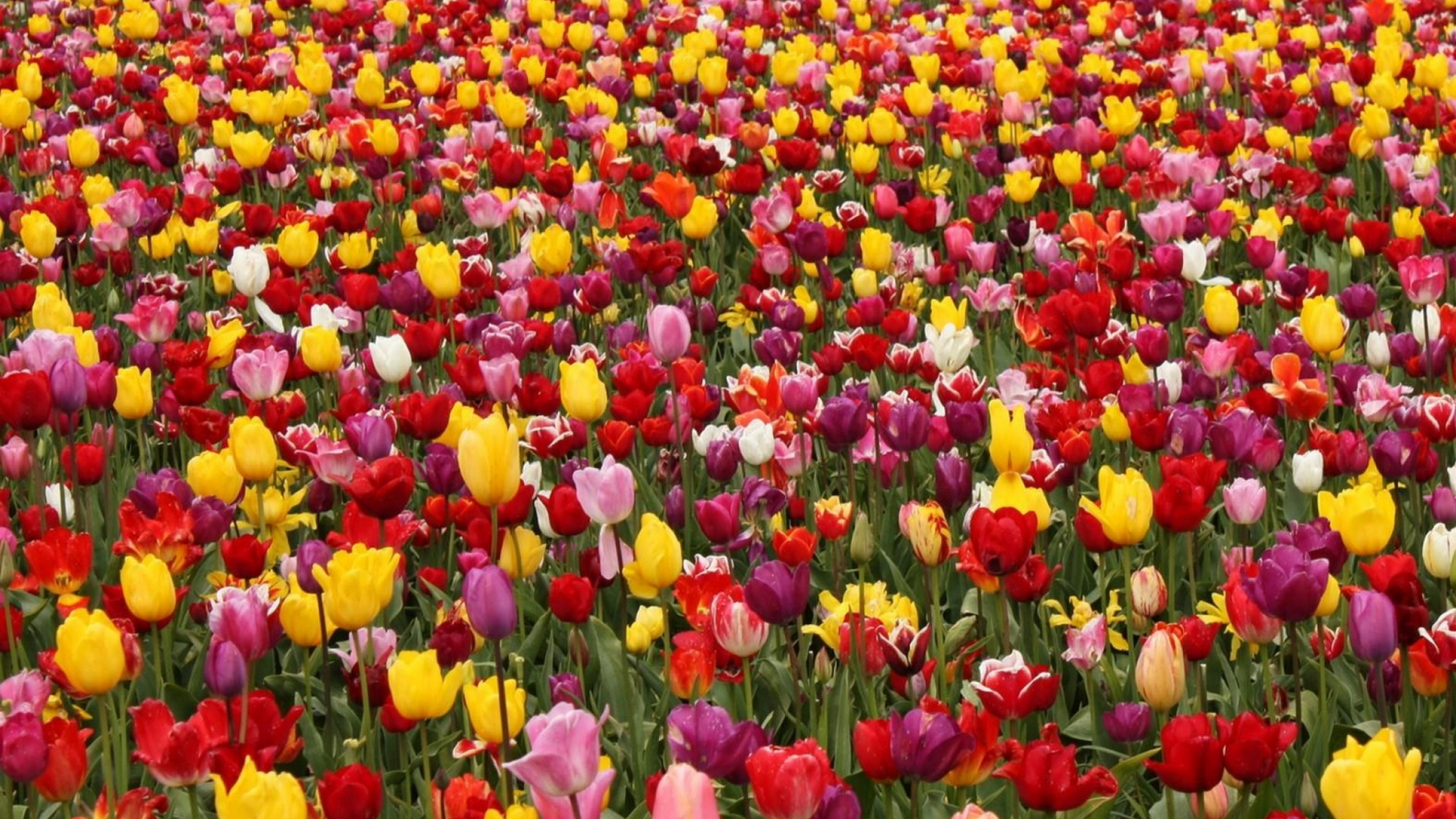 Обои цветковое растение, лепесток, весна, луг, фестиваль тюльпанов в разрешении 1920x1080