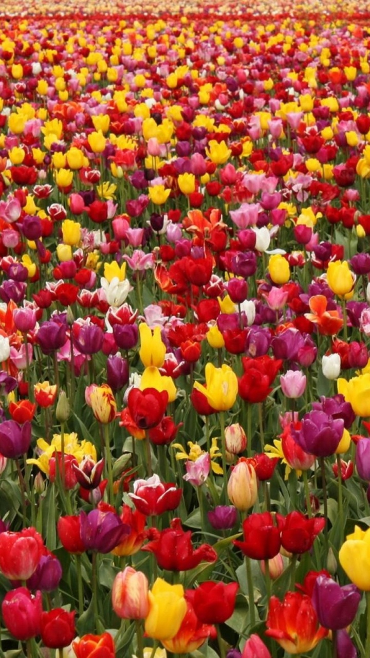 Обои цветковое растение, лепесток, весна, луг, фестиваль тюльпанов в разрешении 720x1280