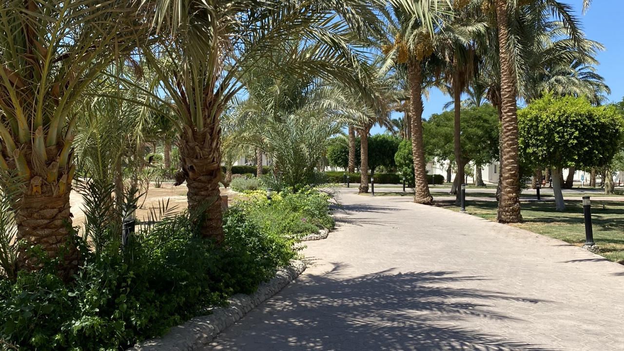 Обои пальмовые рощи, недвижимость, финиковая пальма, дерево, древесные растения в разрешении 1280x720