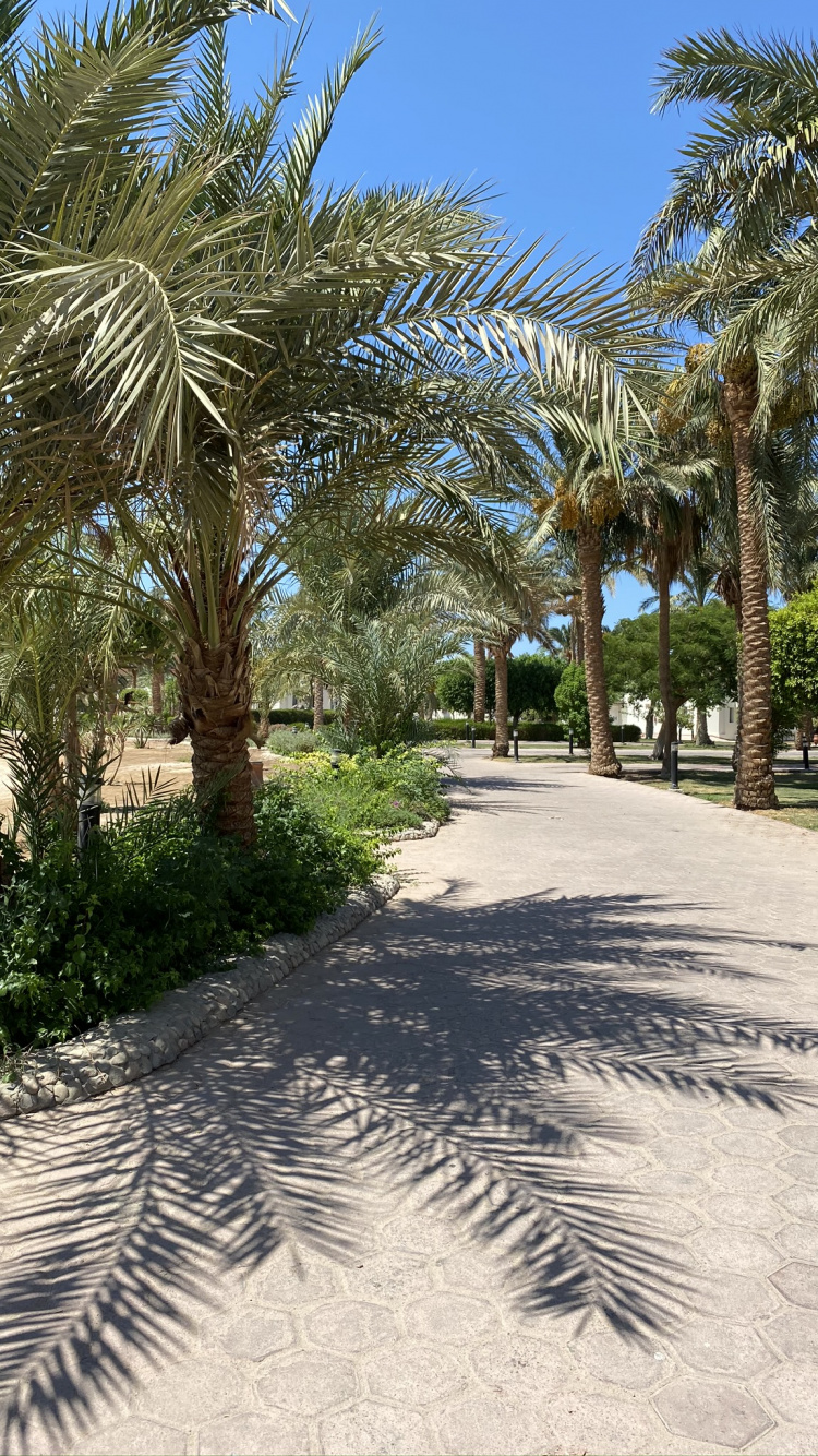 Обои пальмовые рощи, недвижимость, финиковая пальма, дерево, древесные растения в разрешении 750x1334