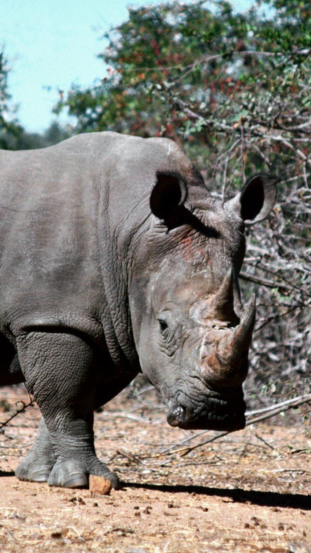 Обои носорог, наземные животные, живая природа, рог, вентилятор АйКарли фантастика в разрешении 1080x1920