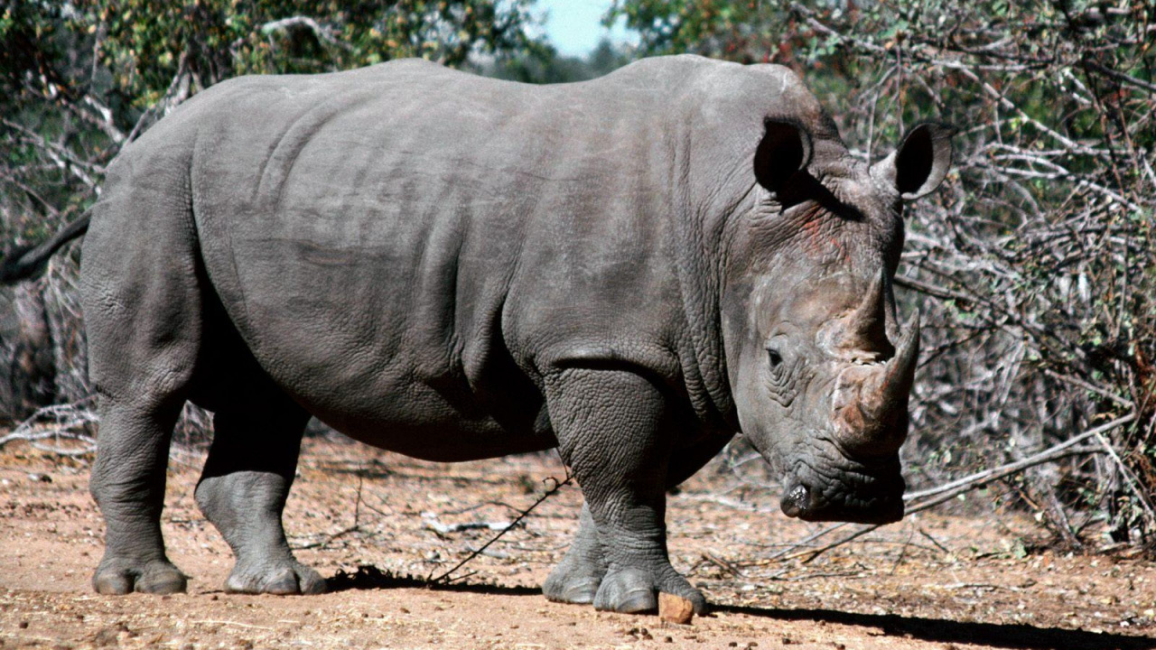 Обои носорог, наземные животные, живая природа, рог, вентилятор АйКарли фантастика в разрешении 1280x720