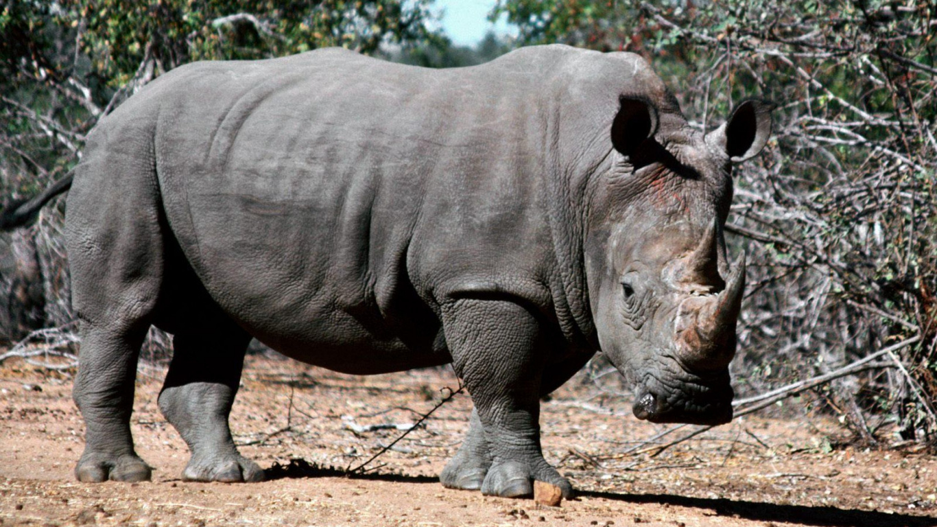 Обои носорог, наземные животные, живая природа, рог, вентилятор АйКарли фантастика в разрешении 1366x768
