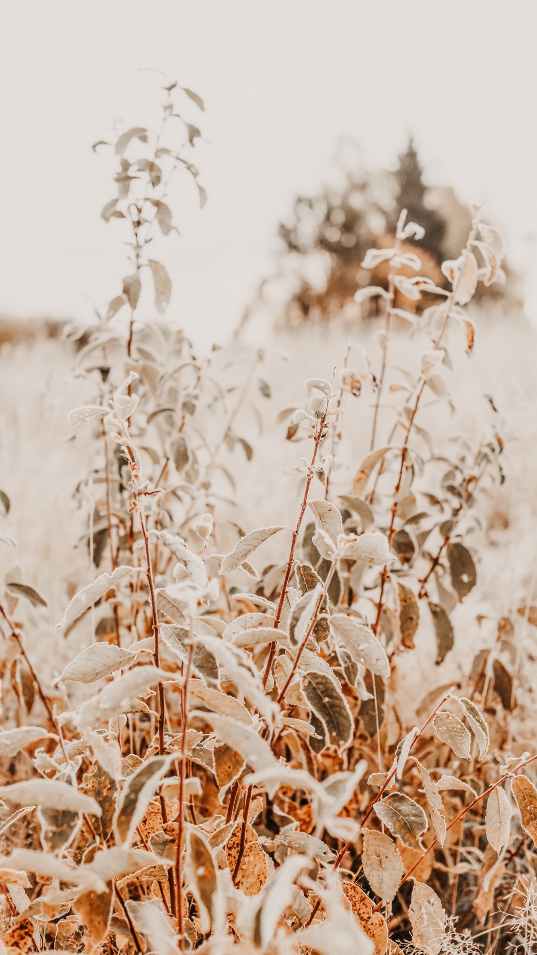 Обои прут, цветок, рнга, семейство травы, стебель растения в разрешении 1080x1920