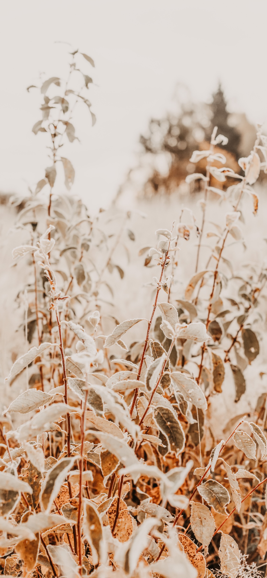 Обои прут, цветок, рнга, семейство травы, стебель растения в разрешении 1125x2436