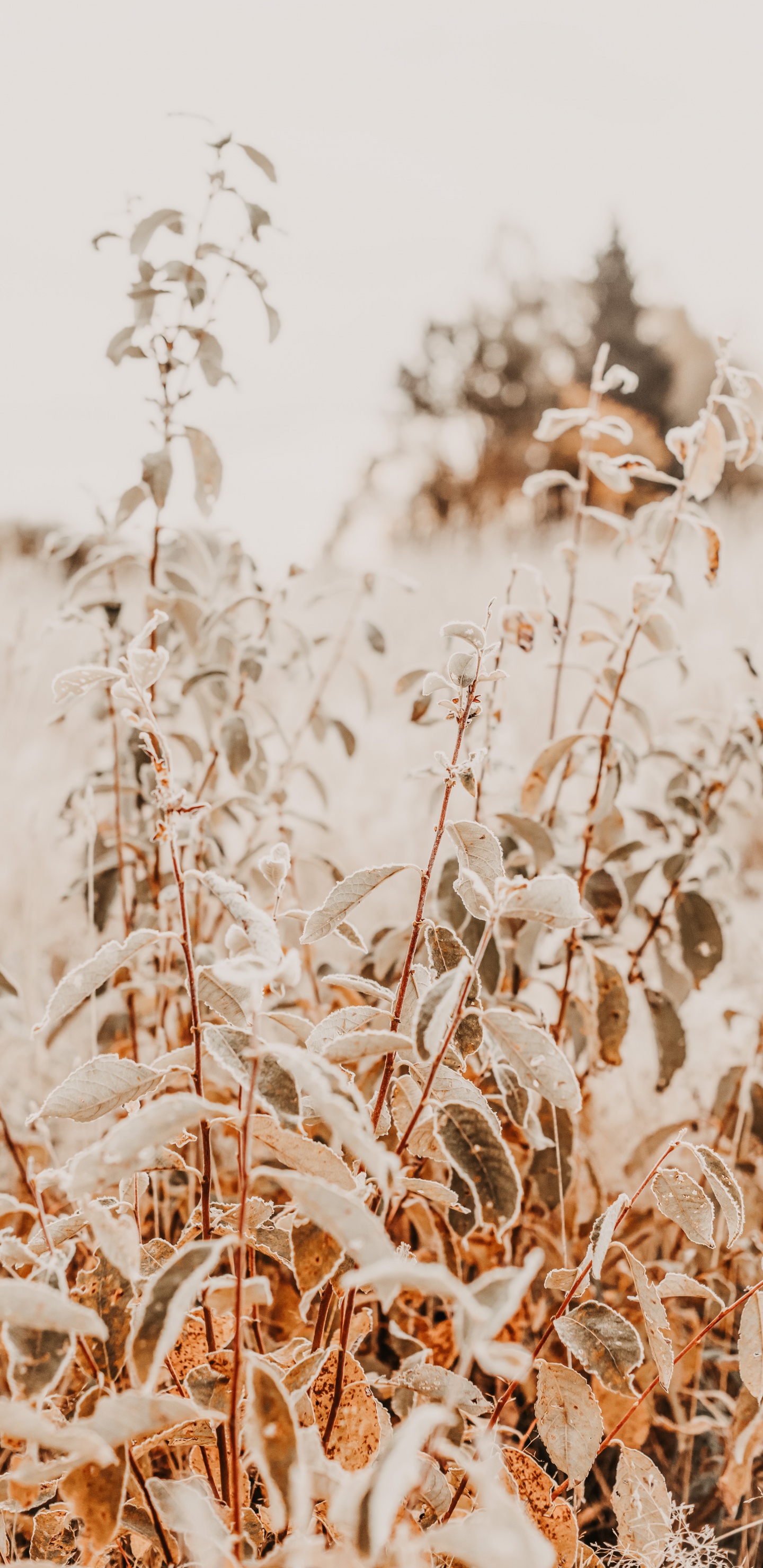 Обои прут, цветок, рнга, семейство травы, стебель растения в разрешении 1440x2960