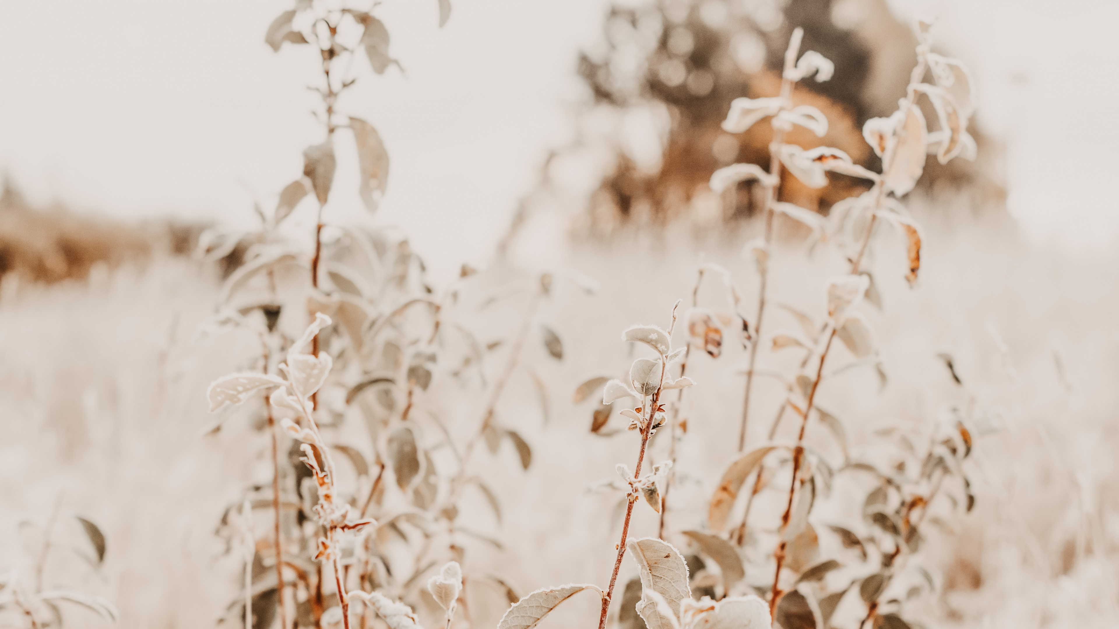 Обои прут, цветок, рнга, семейство травы, стебель растения в разрешении 3840x2160