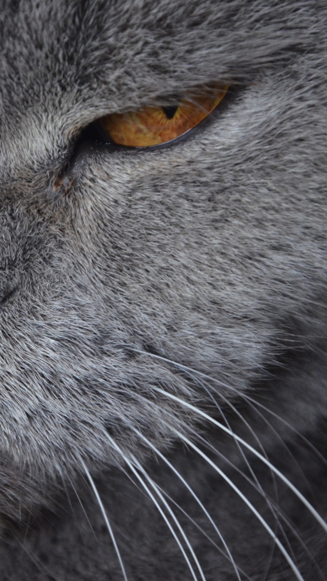 Обои британская короткошерстная, кошачьих, котенок, кот, морда в разрешении 1080x1920