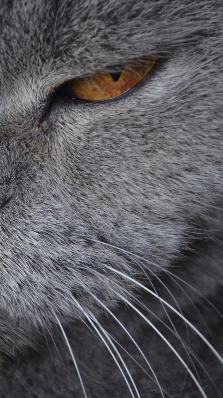 Обои британская короткошерстная, кошачьих, котенок, кот, морда в разрешении 720x1280