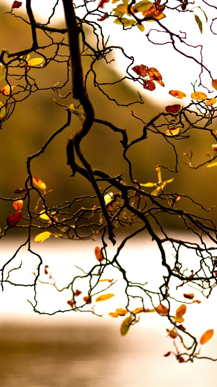 Обои ветвь, природа, дерево, лист, желтый в разрешении 720x1280