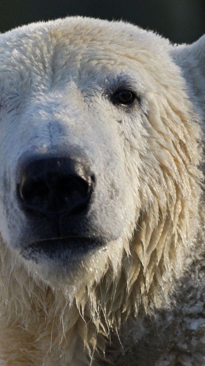 Обои белый медведь, Гризли, наземные животные, морда, живая природа в разрешении 720x1280